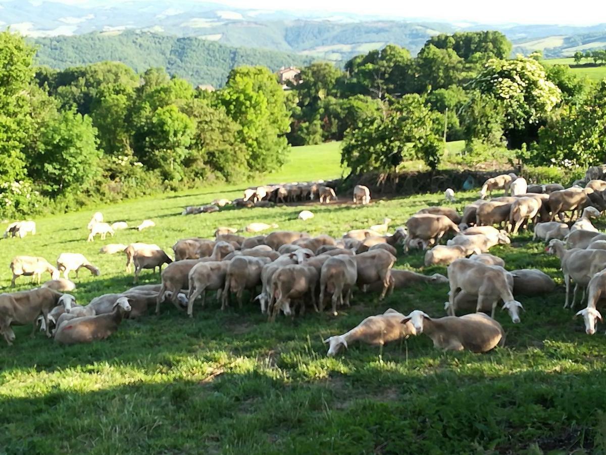 La Caze Gites Broquies Esterno foto